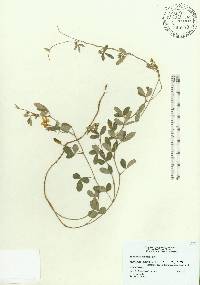 Rhynchosia parvifolia image