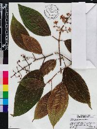 Miconia conorufescens image