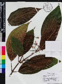 Miconia conorufescens image