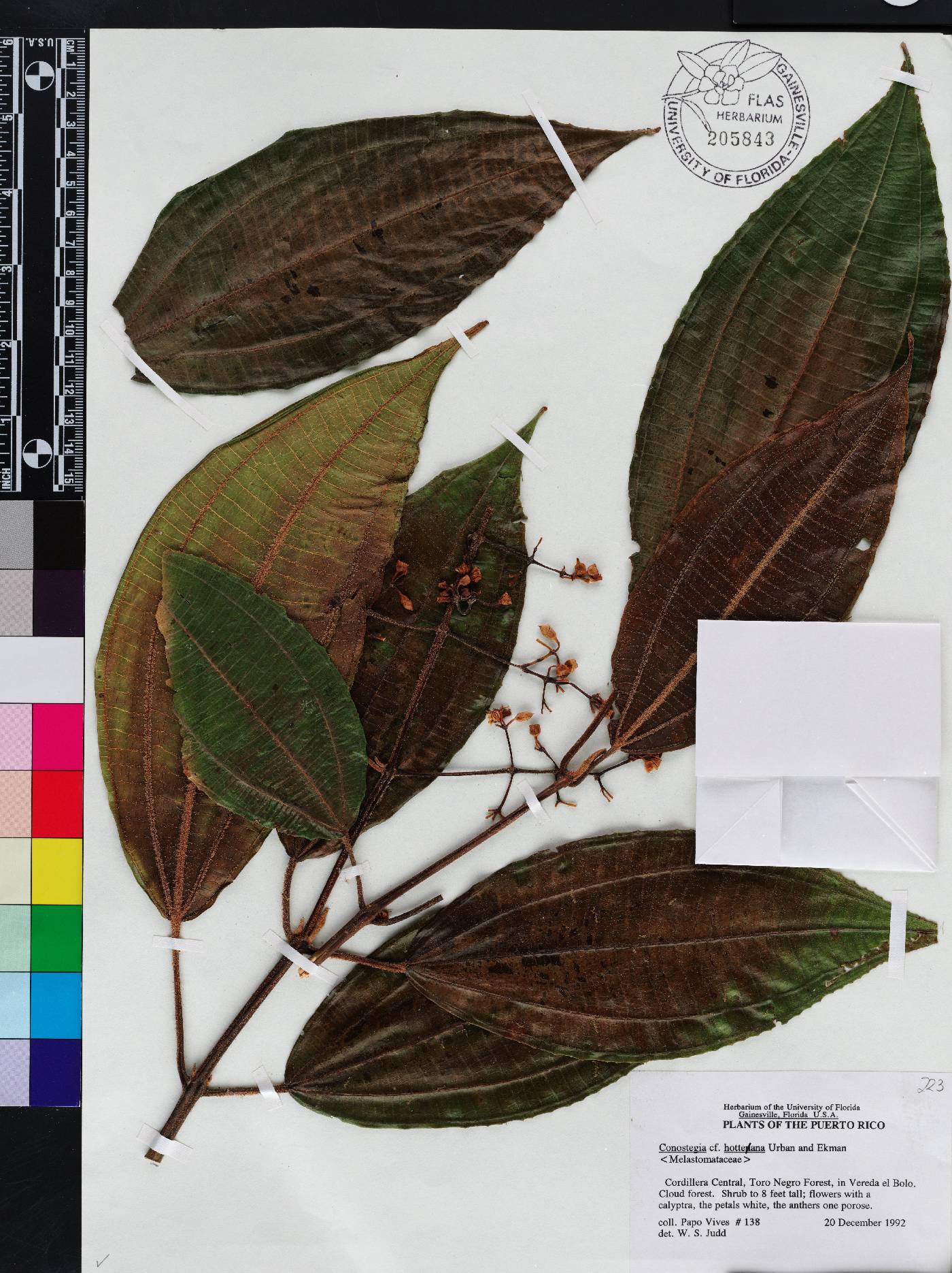 Miconia conorufescens image