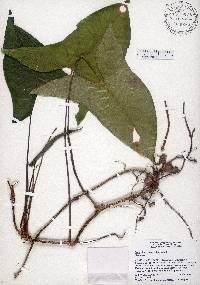 Syngonium podophyllum image