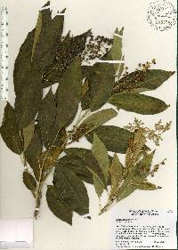 Ehretia acuminata image