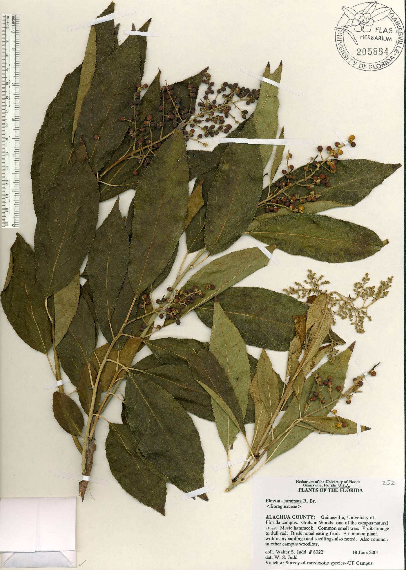 Ehretia acuminata image