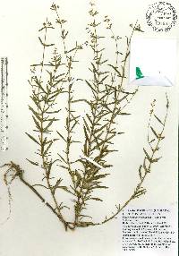 Dicerandra linearifolia var. robustior image