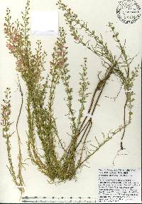 Dicerandra linearifolia var. linearifolia image