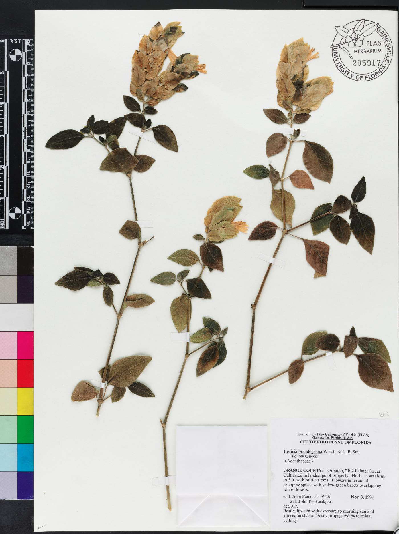 Justicia brandegeeana image
