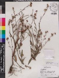 Ludwigia maritima image