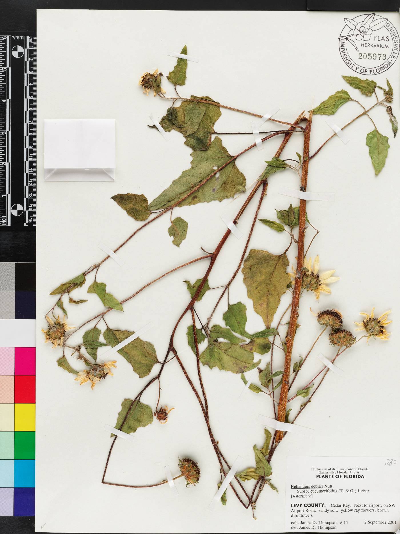 Helianthus debilis subsp. cucumerifolius image