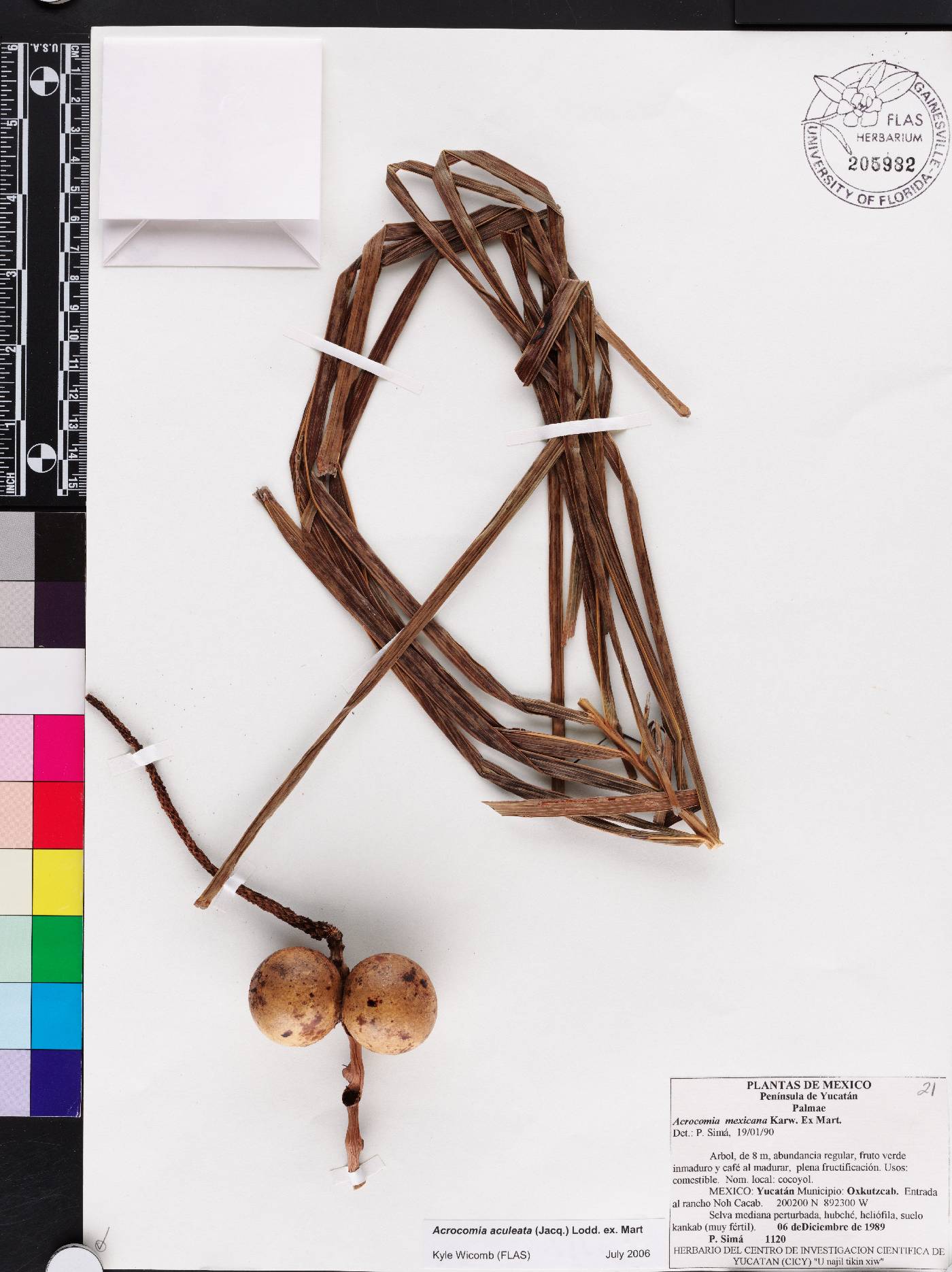 Acrocomia aculeata image