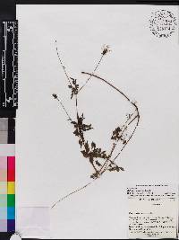 Bidens cynapiifolia image