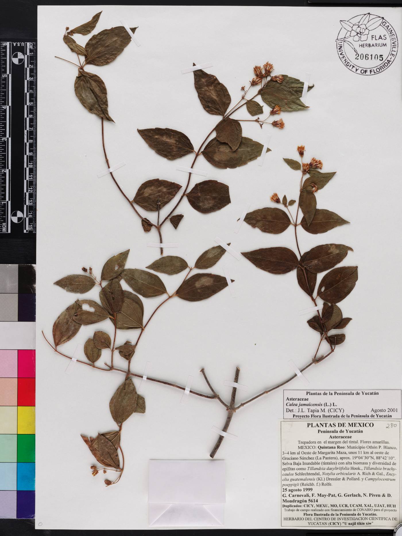 Calea jamaicensis image
