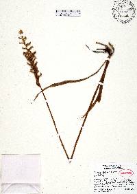 Spiranthes sylvatica image