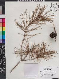 Pinus glabra image