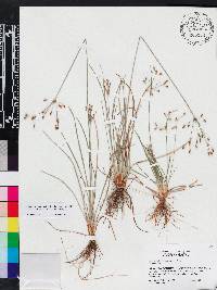 Fimbristylis dichotoma image