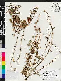 Chapmannia floridana image