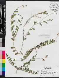 Crotalaria rotundifolia image