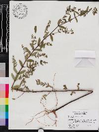 Chamaesyce hyssopifolia image