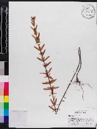 Hypericum cistifolium image