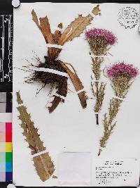 Cirsium horridulum image