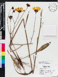 Coreopsis floridana image