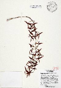 Gongora cruciformis image