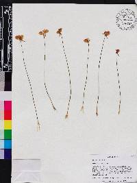 Utricularia cornuta image