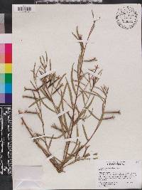 Ludwigia octovalvis image