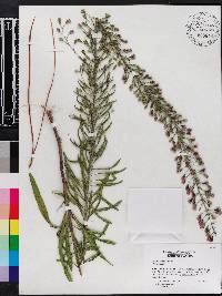 Liatris gracilis image