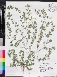 Desmodium triflorum image