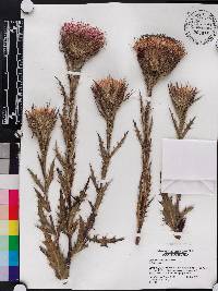 Cirsium horridulum image