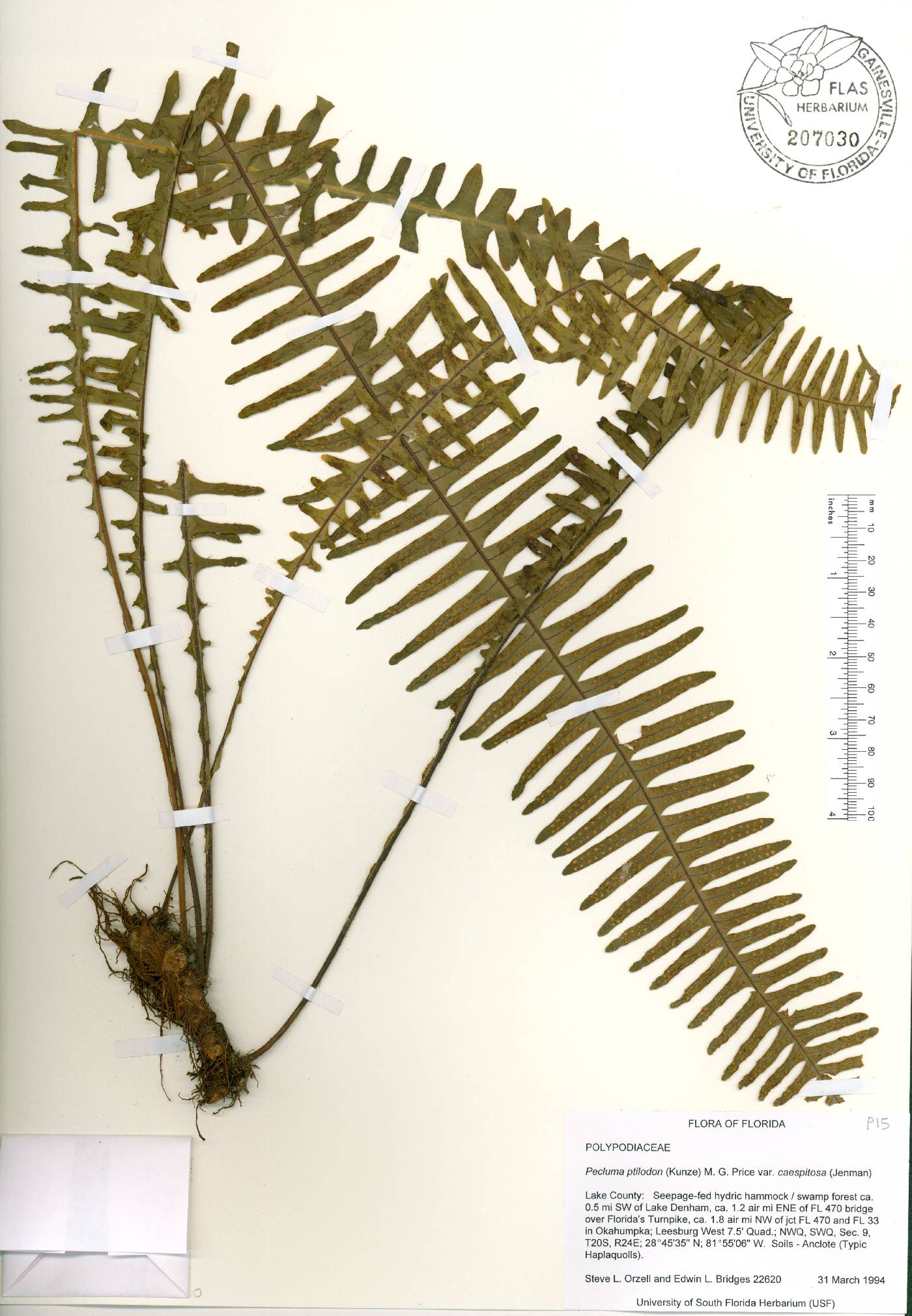 Pecluma ptilota image