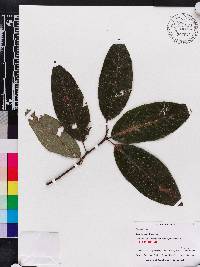 Salix floridana image