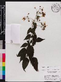 Bidens squarrosa image