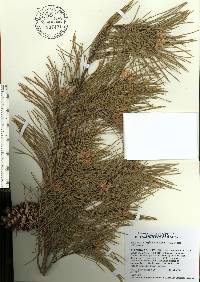 Pinus clausa image