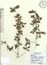 Crataegus uniflora image