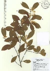 Prunus caroliniana image