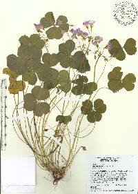 Oxalis debilis image