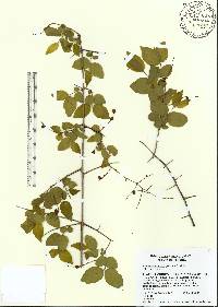 Sageretia minutiflora image