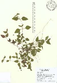 Calyptocarpus vialis image