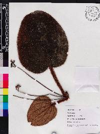 Phyllagathis gymnantha image