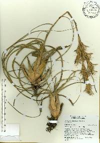 Tillandsia balbisiana image