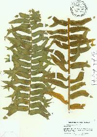 Nephrolepis falcata image