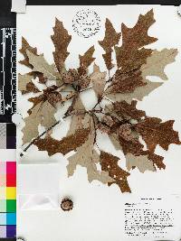 Quercus lyrata image