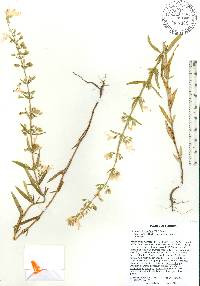 Dicerandra linearifolia image