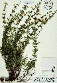 Dicerandra frutescens subsp. modesta image