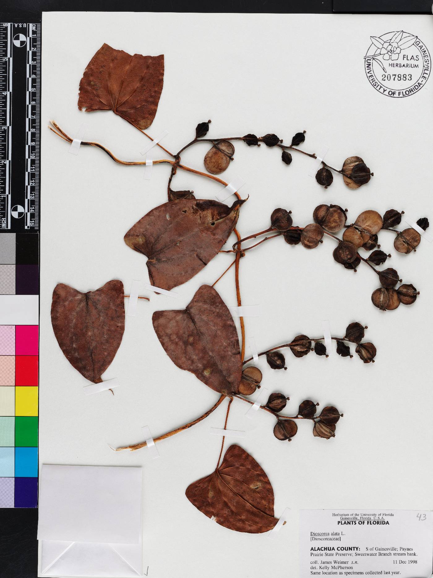 Dioscorea alata image