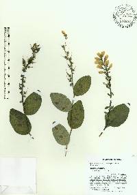 Baptisia simplicifolia image