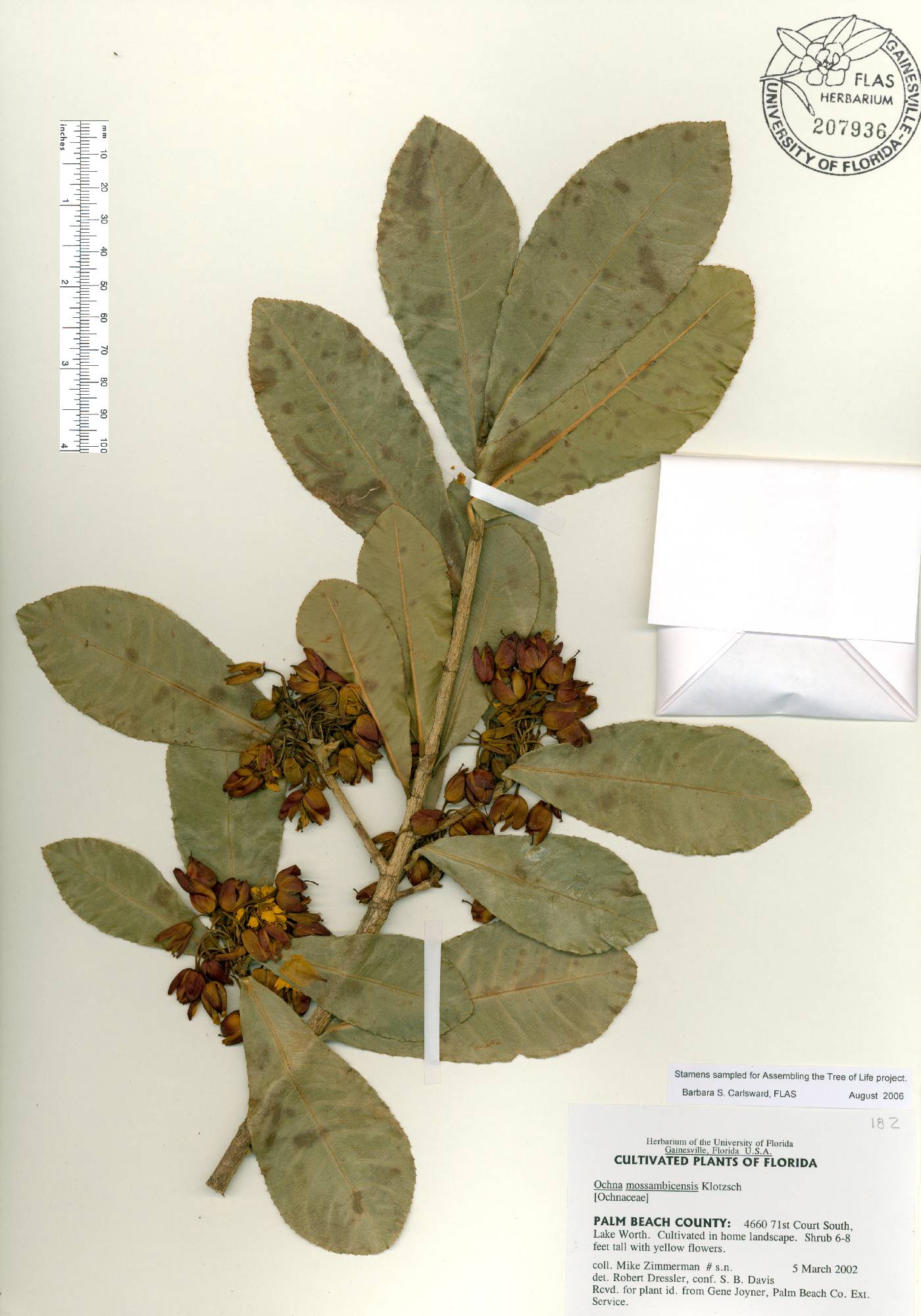 Ochna atropurpurea image