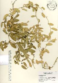 Smilax havanensis image