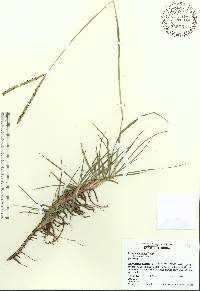 Paspalum notatum var. saurae image